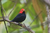 Red-capped Manakin